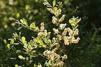 Salix aurita Salix aurita